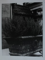 'Cemetery Plants' on warm tone fibre based paper